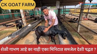 शेळी गाभण आहे का  नाही एका मिनिटात समजेल देशी पद्धत ? |#CK GOAT FARM#