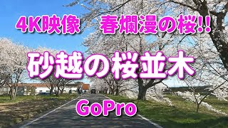 4K映像　桜　春　砂越の桜並木　山形　酒田　花見　GoPro　車載動画あり