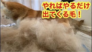 柴犬貴教！換毛期！まだまだ抜けるノリたんの毛でございます。