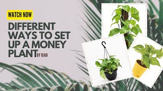 Different ways to grow money plant | Simple interior designing using money plant | Malayalam |