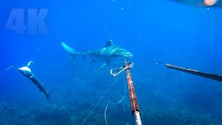 Big Tiger Shark Attacked Our Fish String | Fishing Documentary 4K