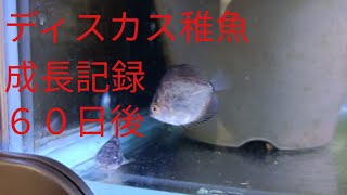 ディスカス稚魚６０日目