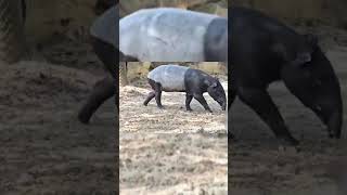 Viral malayan Tapir Thailand safari world