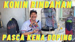 KONIN RINDAMAN MUNTAH MATERI❗️#KicauVlogBaliEpisode45 #dewatasamudra #omahkonin #kicauvlogbali