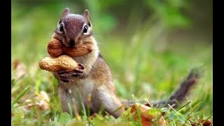 কাঠবিড়ালি কি খায় | What does the squirrel eat? | Khuki o Kathbirali Kobita