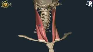 Apparato locomotore 18: Muscoli del Collo