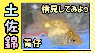 土佐錦🐟️青仔の横見