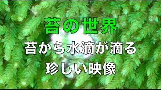 苔の隙間から水滴が滴り産卵みたいな珍しい映像（コケと水の癒しの世界）