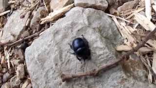 Trypocopris vernalis - Mistkäfer / Earth Boring Dung Beetle