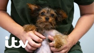 Paul O'Grady: For The Love Of Dogs | Summer the Yorkshire Terrier Puppy Gets a New Home | ITV