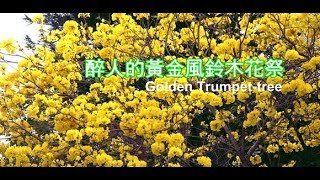 southnews_《花樹教室》醉人的黃金風鈴木花祭Golden Trumpet tree（台南）