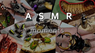 ASMR moments in ep1~ep10 (Beetle ASMR)