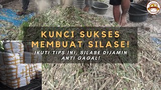 KUNCI SUKSES MEMBUAT SILASE! Rumput Dijamin Tidak Terbuang!