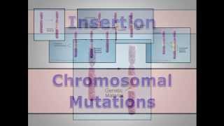 Chromosomal Mutations
