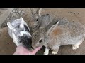 ウサギと遊べる森 飛騨高山まつりの森 2019年4月3日