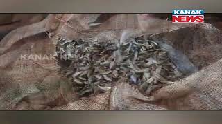 Bazaar Halchaal: Dry Fish Harvesting \u0026 Export Business In Puri