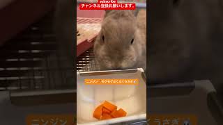 ニンジン🥕モグモグぷくぷくうさぎ🐰 #rabbit #うさぎ