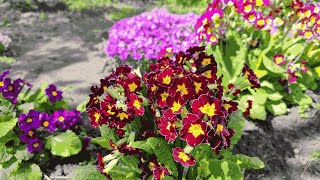 How to grow primrose from seeds by seedling method