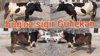 BUG'OZ SIGIR va GIBRIT BUQA SOTILADI ☎️94-444-77-42  YETKAZISH BE PUL.