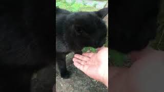 手に頬っぺた押し当ててペロペロ甘えん坊が止まらない黒猫 #Shorts