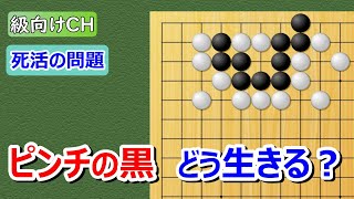 【囲碁問題】級向け・死活の問題（基本死活）