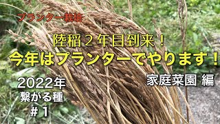 プランター陸稲に挑戦！繋ぐ種。2年目は鉢植えで自然農。2022年・Part.1