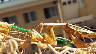 カマキリにソーセージの端っこを与えてみた