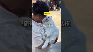 咱也不知道小猫为什么那么喜欢在地上打滚…… 养猫的应该都懂吧 猫咪的反骨到底有多大 老人与猫 真香老妈