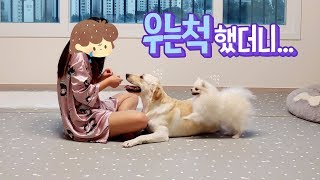 강아지 앞에서 우는척했더니.....👀