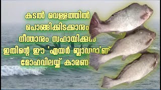 മൂന്ന് മീനിന് രണ്ടേകാൽ ലക്ഷം രൂപ!, വിലകേട്ട് കണ്ണുതള്ളേണ്ട, പിടിച്ചതും വിറ്റതും കേരളത്തിൽ തന്നെ