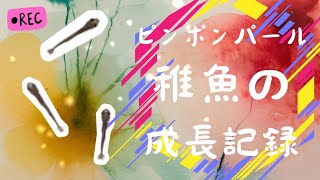 【2025年 稚魚 成長記録②】～1月9日\u002610日産まれのピンポンパール編～