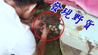 【鄉野M仔】菜園水缸旁發現一窩灰色小野貨，抓起來一看小伙哈哈大笑