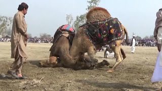 प्रतिबंध के बावजूद, ऊंट लड़ाई की प्रतियोगिता में दर्शक खुश हैं