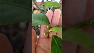 2025年1月30日今日のベランダ★レモンの蕾！Lemon Flower buds already!原種クリスマスローズの蕾も見てね😃