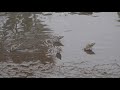 歌旅鳥の「利根川流域の野鳥」　　　タシギ