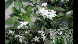 चांदनी के पौधे में ज्यादा से ज्यादा फूल पाने का तरीका// grow more flower in chandani plant