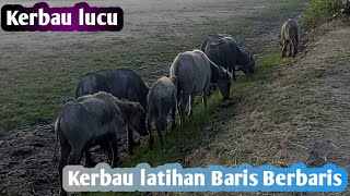 kocak banget kerbau latihan Baris Berbaris!!!