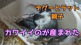 デグーとラットの親子２７　子どもが産まれました　左右対称じゃなくてもカワイイです