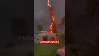 lightning striking the tree #shorts