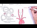 Thyroid Gland Anatomy - (embryology, blood supply, venous drainage, innervation, histology)