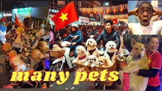 Pets and Owners Celebrate Vietnam's Football Team Victory 2025 | Vietnam celebration football