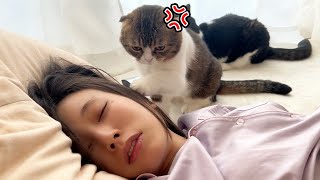 2度寝するママを絶対に許さない猫