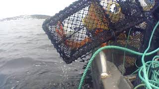 Krepsefiske I Risør