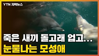 [자막뉴스] 2주 전에 죽은 새끼 돌고래, 떠나보내지 못하는 어미 / YTN