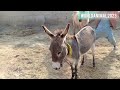 full video excellent horse and donkey