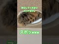 落とし穴に気をつけて！ shortvideo cat ねこねこ ねこ動画 ねこ 猫のいる暮らし ねこの日常 ねこのいる生活 shorts short 猫 猫動画 落とし穴