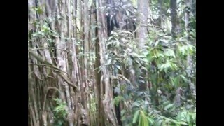 The Curtain Fig Tree Australia