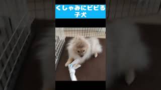 くしゃみにビビる子犬 #Shorts #YouTubeショート #youtubeshorts