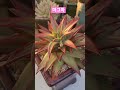 카리스마 짱이야 마그마금 다육이창금종류 다육식물 多肉植物 succluent plant garden