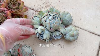 李滚滚：直播间198¥收的橙子，寄养了几个月，老板都舍不得给我了。｜室内养多肉